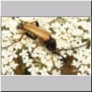 Corymbia rubra - Rothalsbock m02.jpg